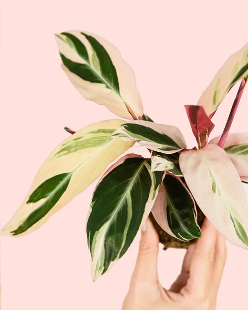 Stromanthe Triostar Mini - Pur Plant