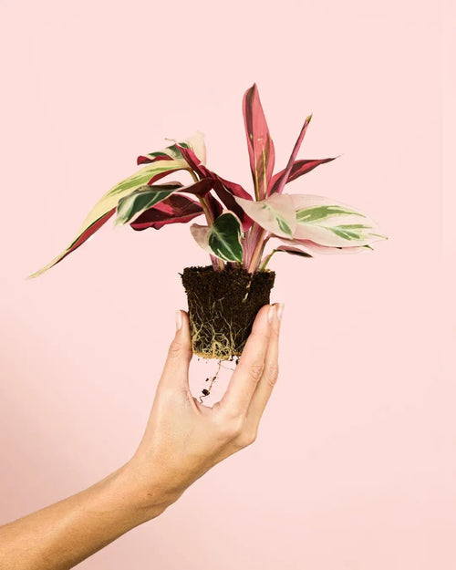 Stromanthe Triostar Mini - Pur Plant