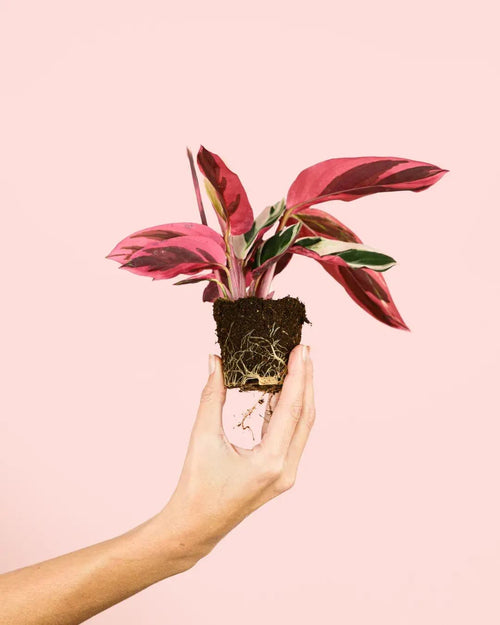 Stromanthe Triostar Mini - Pur Plant