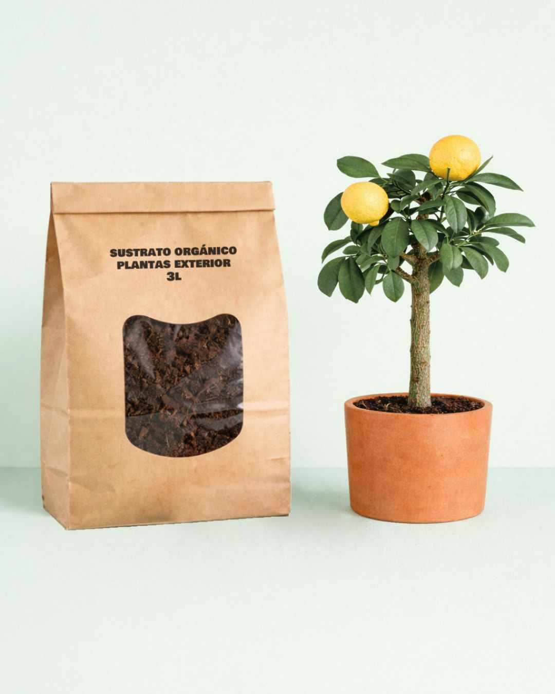 Plant Nutrition Box - Nutrición para Plantas de Exterior