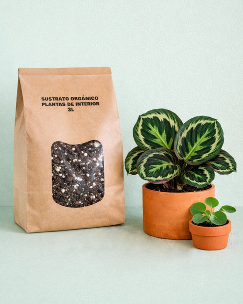 Sustrato Orgánico para Plantas de Interior 3L - Pur Plant