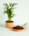 Sustrato Orgánico Plantas Verdes Tropicales 3L - Pur Plant
