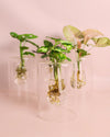Sydney – Plantas Hidroponia - Pur Plant