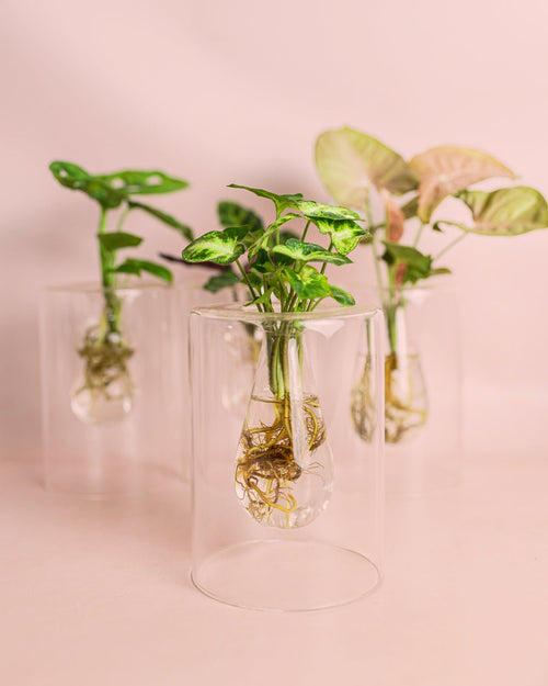 Sydney – Plantas Hidroponia - Pur Plant