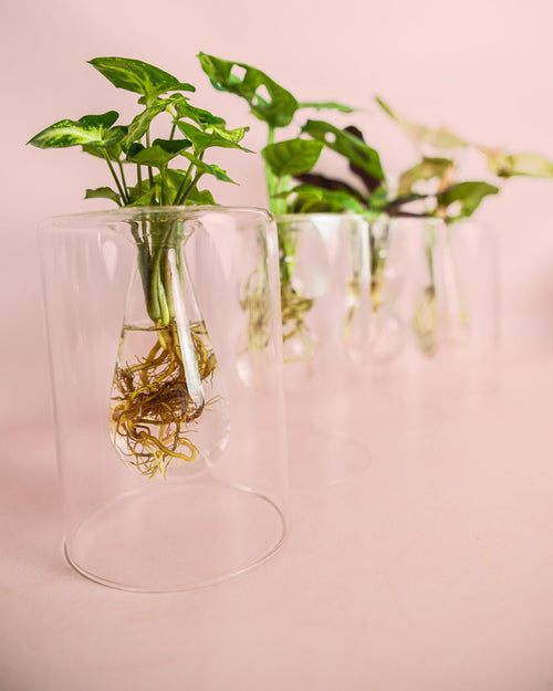 Sydney – Plantas Hidroponia - Pur Plant