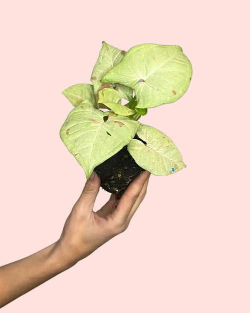 Syngonium Confettii Mini - Pur Plant