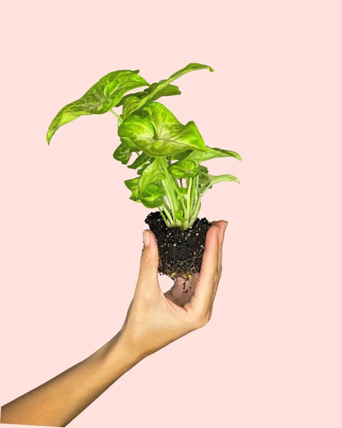 Syngonium Golden Mini