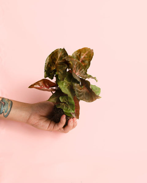 Syngonium Maria Mini