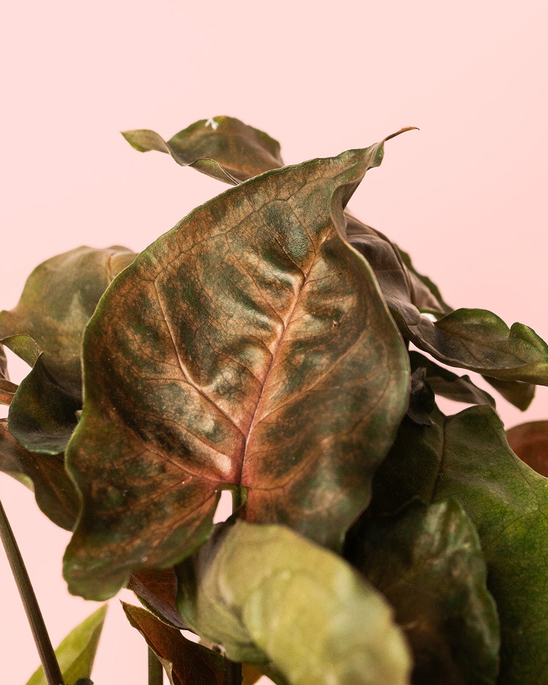 Syngonium Maria Mini - Pur Plant