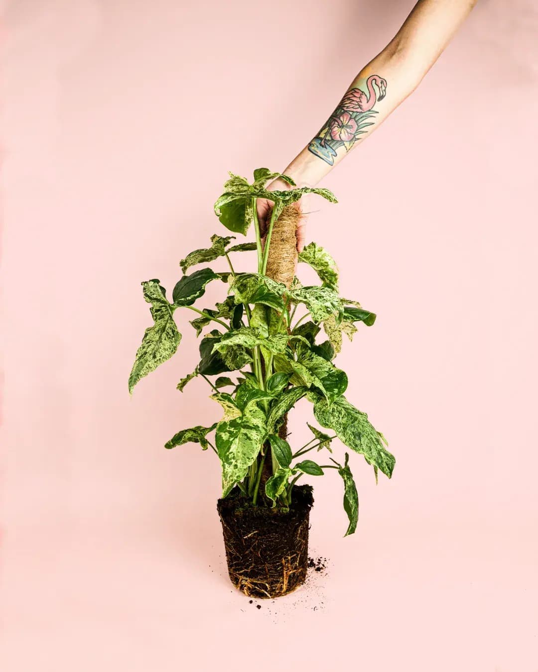syngonium-mojito-l-size
