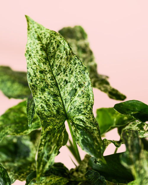 Syngonium Mojito M - Pur Plant