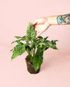 Syngonium Mojito M - Pur Plant