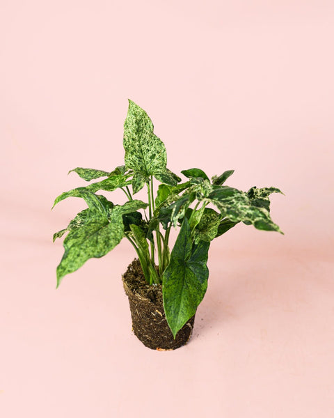 Syngonium Mojito M