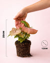 Syngonium Neon Pink M - Pur Plant
