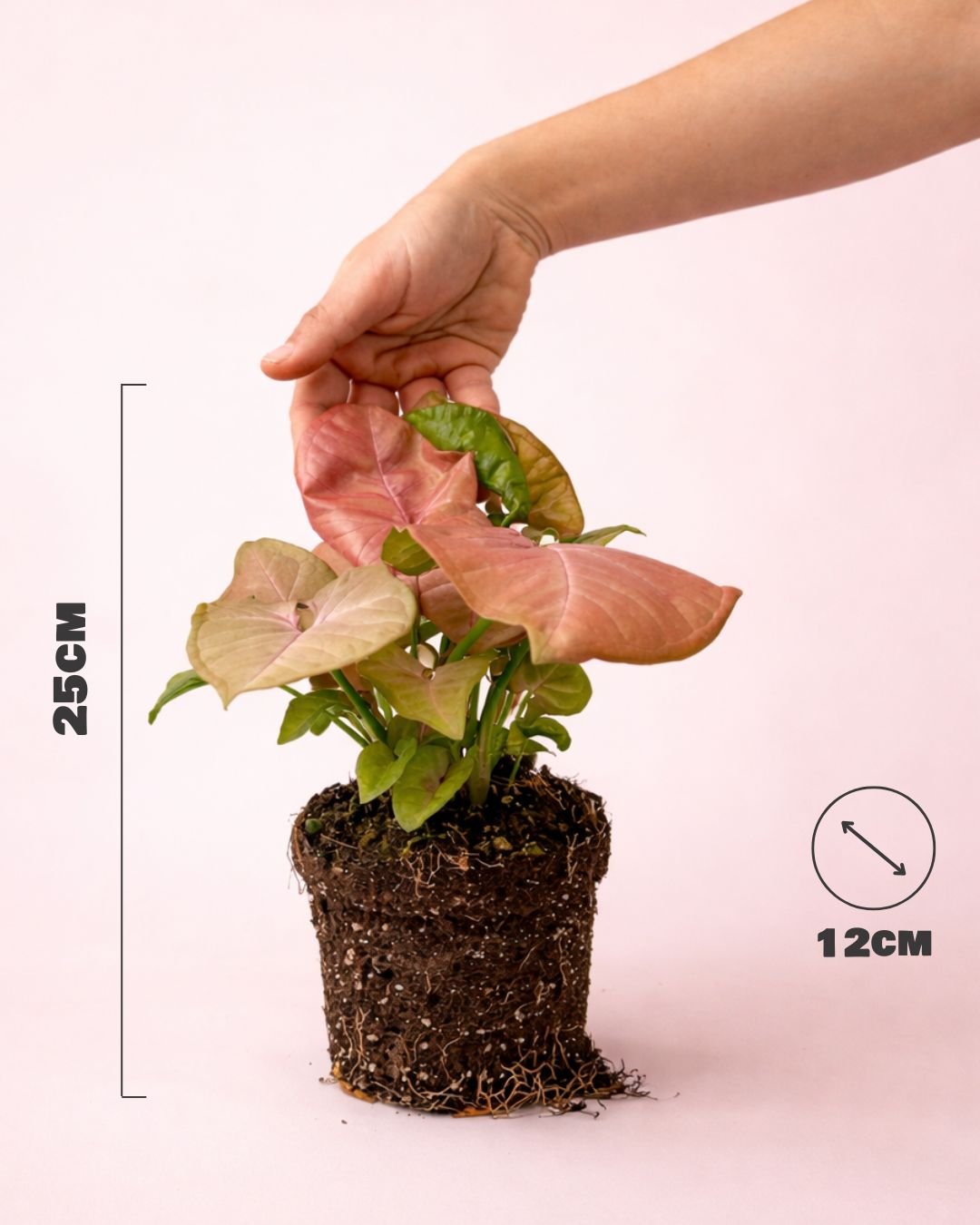 Syngonium Neon Pink M - Pur Plant