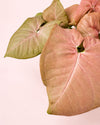 Syngonium Neon Pink M - Pur Plant