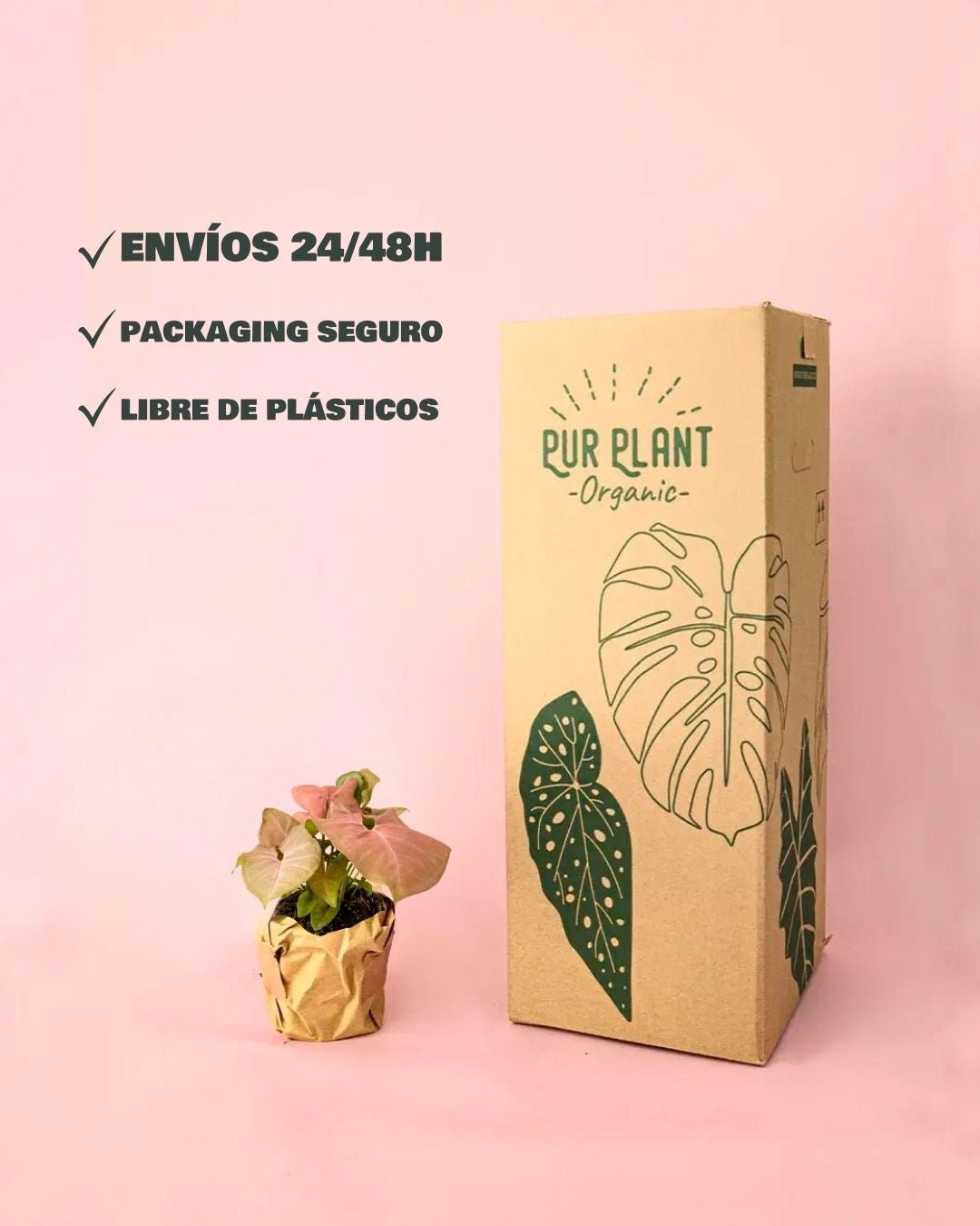 Syngonium Neon Pink M - Pur Plant