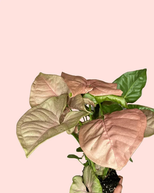 Syngonium Neon Pink Mini - Pur Plant