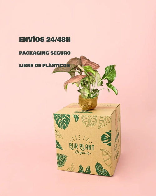 Syngonium Neon Pink Mini - Pur Plant