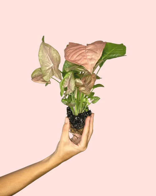 Syngonium Neon Pink Mini - Pur Plant