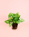 Syngonium Panda M - Pur Plant