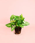Syngonium Panda M