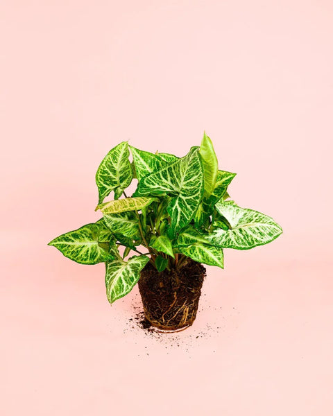 Syngonium Panda M