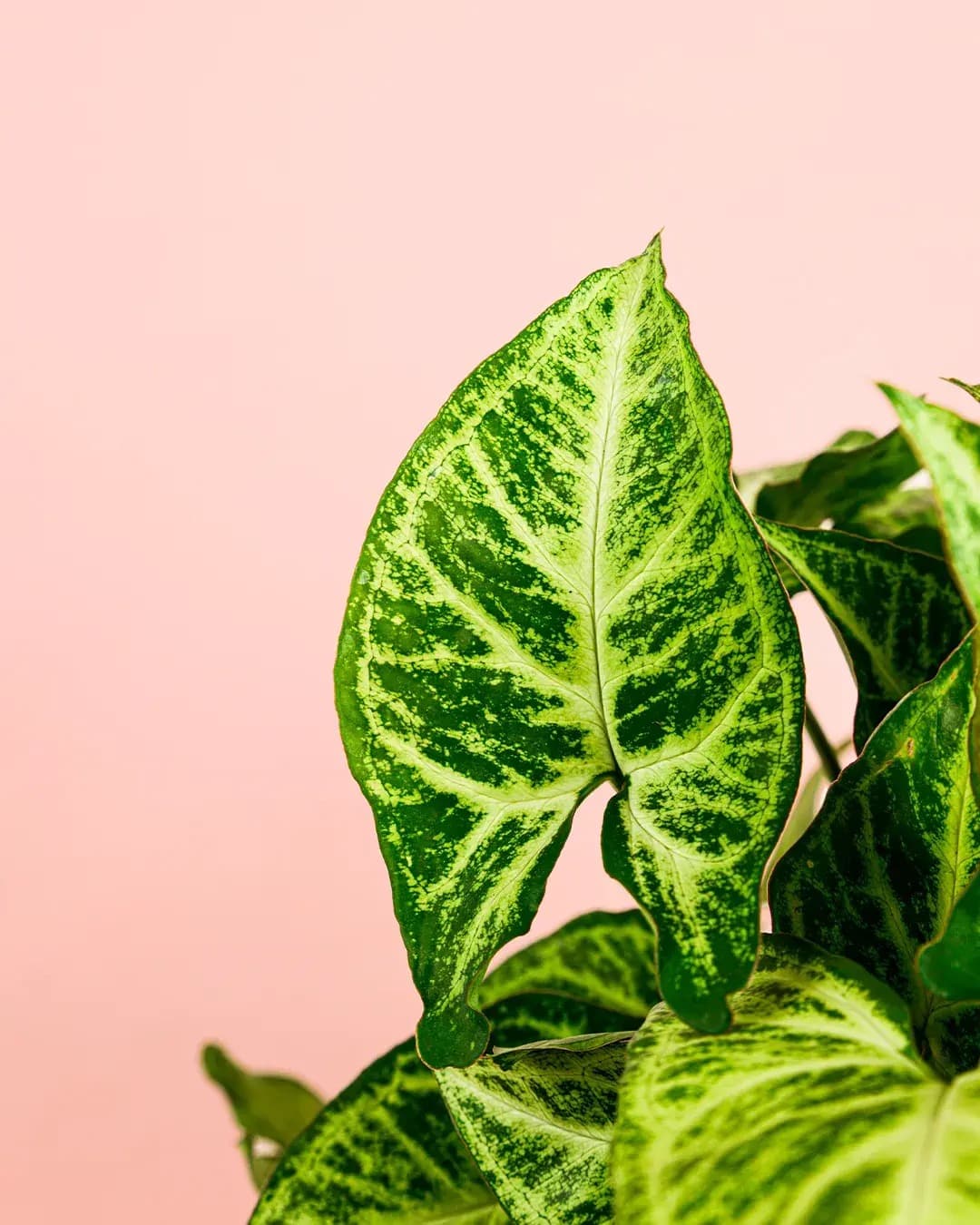 Syngonium Panda M - Pur Plant