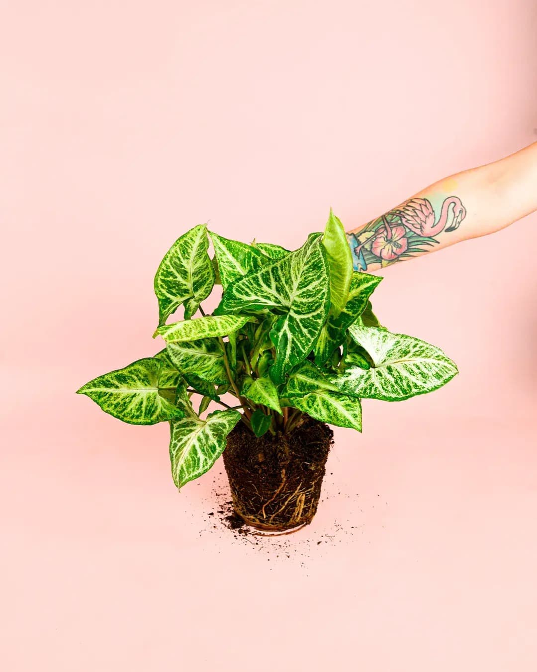 Syngonium Panda M - Pur Plant