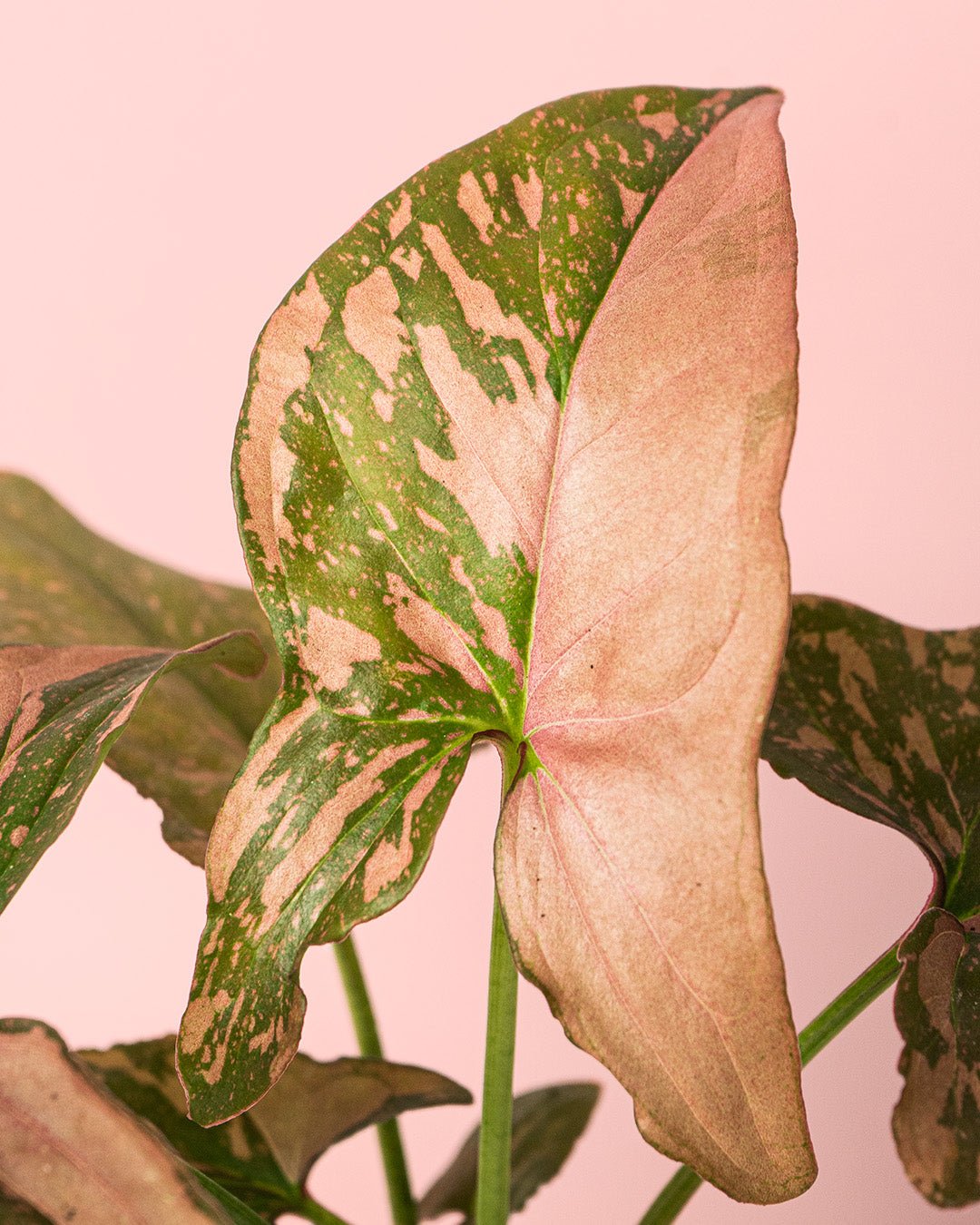 Syngonium Pink Splash Mini - Pur Plant