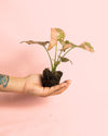 Syngonium Pink Splash Mini - Pur Plant