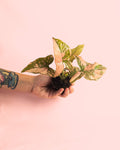 Syngonium Pink Splash Mini