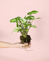 Syngonium Three Kings Mini - Pur Plant