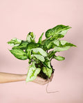 Syngonium Three Kings Mini