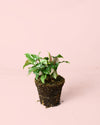 Syngonium Tricolor M - Pur Plant