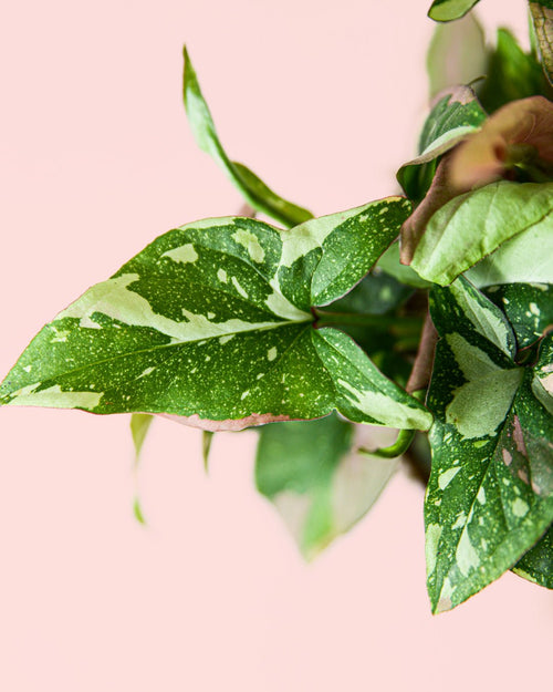 Syngonium Tricolor M - Pur Plant