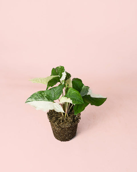 Syngonium Variegado M