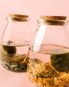Terrario Aura – Marimo Ball Vaso Mini - Pur Plant