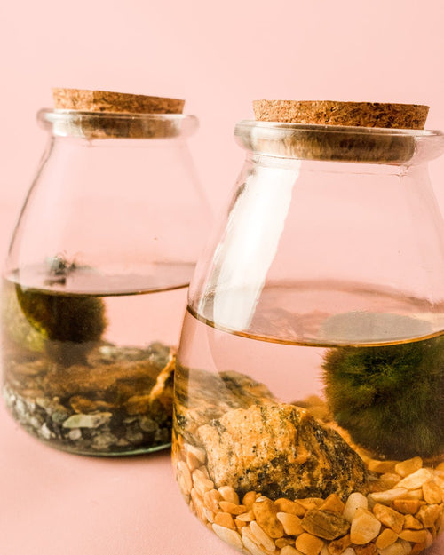 Terrario Aura – Marimo Ball Vaso Mini - Pur Plant