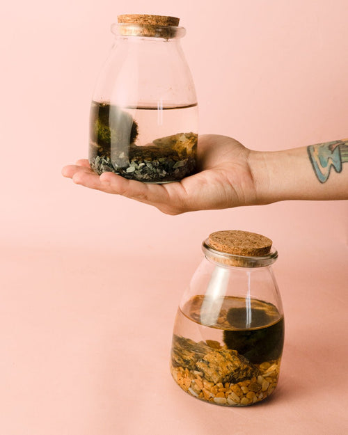 Terrario Aura – Marimo Ball Vaso Mini - Pur Plant