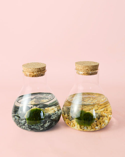 Terrario Balance – Marimo Ball Mix Mini - Pur Plant