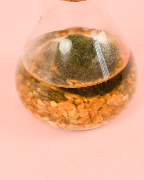 Terrario Balance – Marimo Ball Mix Mini - Pur Plant