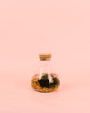 Terrario Balance – Marimo Ball Mix Mini - Pur Plant