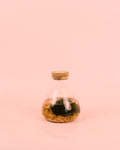 Terrario Balance – Marimo Ball Mix Mini