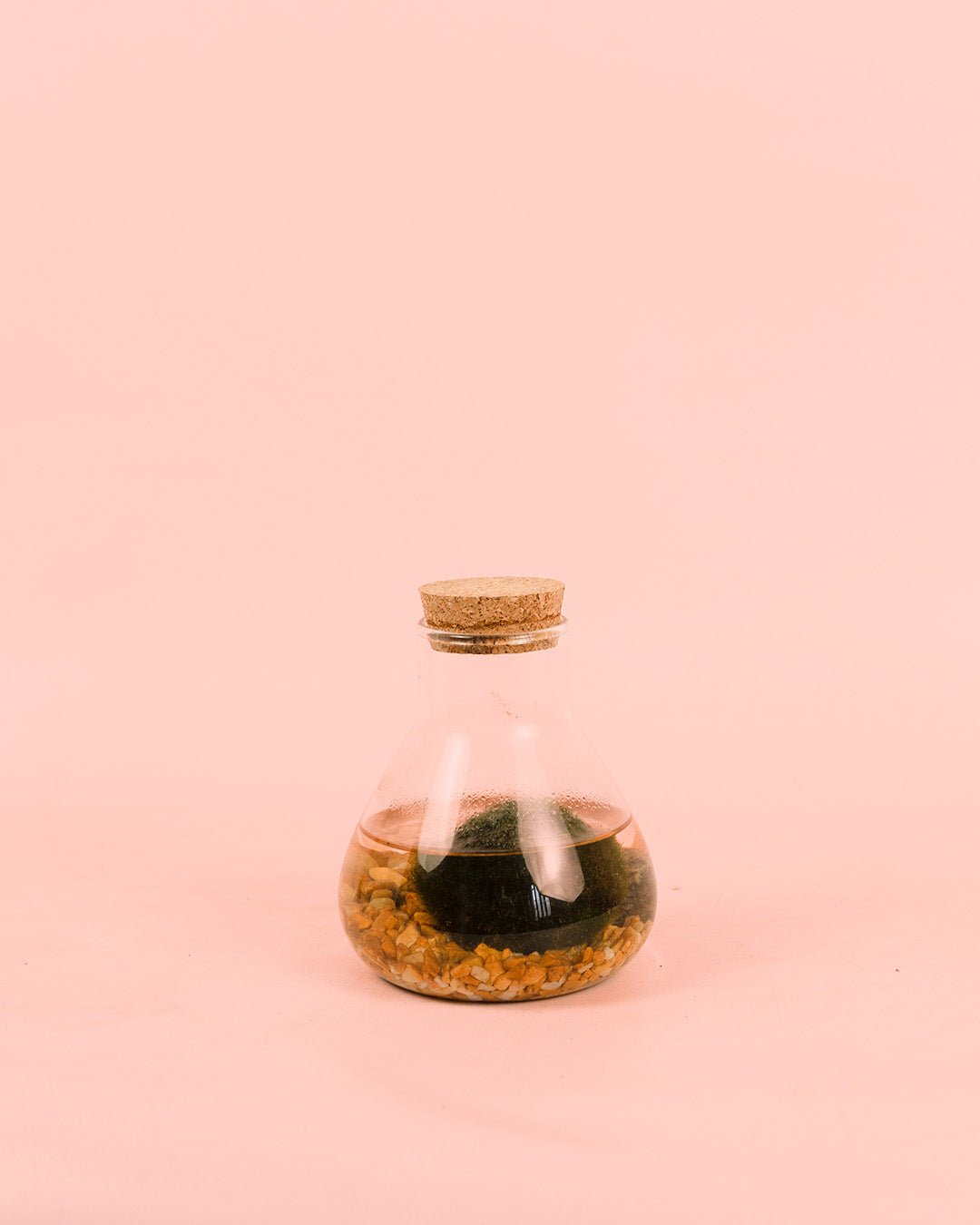Terrario Balance – Marimo Ball Mix Mini - Pur Plant