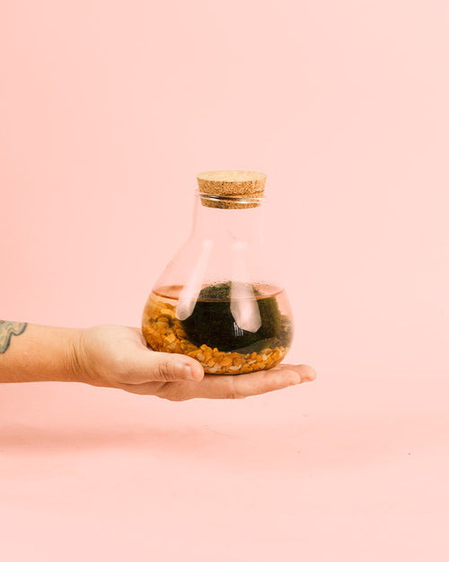 Terrario Balance – Marimo Ball Mix Mini - Pur Plant