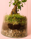 Terrario Botanic – Ficus Microcarpa L - Pur Plant