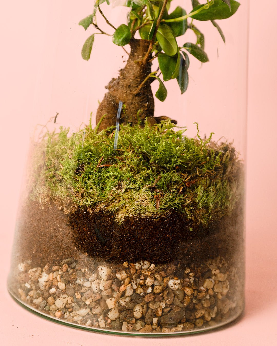 Terrario Botanic – Ficus Microcarpa L - Pur Plant