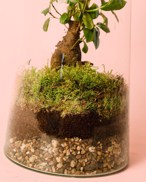 Terrario Botanic – Ficus Microcarpa L - Pur Plant