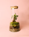 Terrario Botanic – Ficus Microcarpa L - Pur Plant